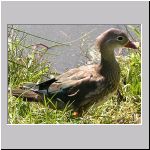 Anatidae spec - Ente 01b.jpg